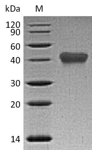 Recombinant Human Tumor necrosis factor receptor superfamily member 1B(TNFRSF1B),partial (Active)