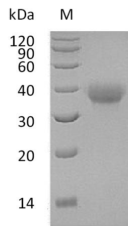 Recombinant Human Tumor necrosis factor receptor superfamily member 4(TNFRSF4),partial (Active)