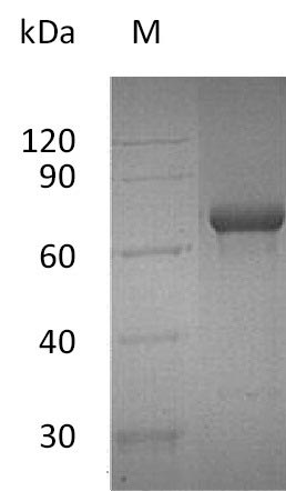 Recombinant Human Tumor necrosis factor receptor superfamily member 4(TNFRSF4),partial (Active)