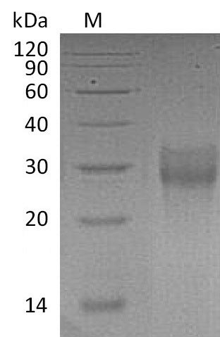 Recombinant Human Tumor necrosis factor receptor superfamily member 9(TNFRSF9),partial (Active)