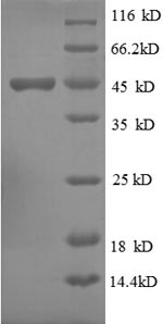 Recombinant Human Ubiquitin-like protein ISG15(Isg15)
