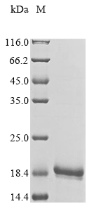 Recombinant Human V-set and transmembrane domain-containing protein 5(VSTM5),partial
