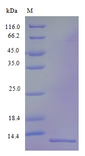 Recombinant Human VEGF coregulated chemokine 1 protein(CXCL17) (Active)