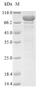Recombinant Human Vacuolar protein sorting-associated protein 35(VPS35)