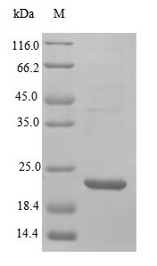 Recombinant Human Vascular endothelial growth factor A protein(VEGFA) (Active)