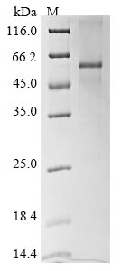 Recombinant Human Vascular endothelial growth factor B(VEGFB)