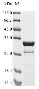 Recombinant Human adenovirus B serotype 3 Hexon protein(L3),partial