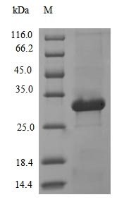 Recombinant Human adenovirus C serotype 5 Protease(L3)