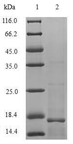 Recombinant Human cytomegalovirus Viral interleukin-10 homolog(UL111A) 