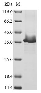 Recombinant Human herpesvirus 1 Envelope glycoprotein C(gC),partial