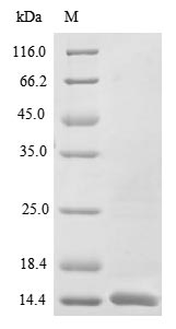 Recombinant Human herpesvirus 1 ICP47 protein(US12)