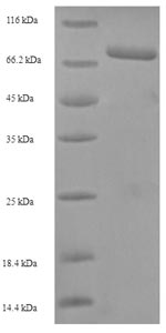 Recombinant Human herpesvirus 1 Tegument protein VP16 (UL48)