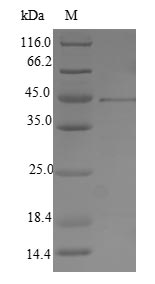 Recombinant Human herpesvirus 2 Envelope glycoprotein B (gB),partial