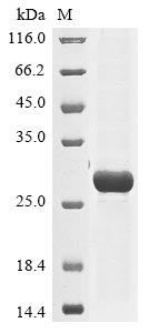 Recombinant Human herpesvirus 6A Envelope glycoprotein B(gB),partial