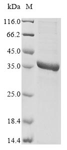 Recombinant Human herpesvirus 6A Triplex capsid protein 1(TRX1)