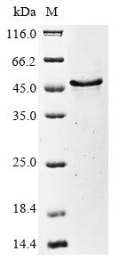 Recombinant Human herpesvirus 6B Glycoprotein Q1(U100),partial