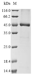 Recombinant Human herpesvirus 7 Probable ganciclovir kinase(U69),partial