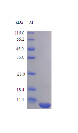 Recombinant Human interleukin-16 protein(IL16) (Active)
