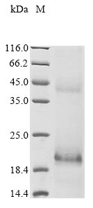 Recombinant Human papillomavirus type 11 Protein E7(E7)