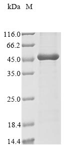 Recombinant Human papillomavirus type 11 Regulatory protein E2(E2)