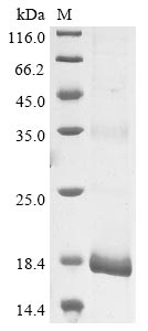 Recombinant Human papillomavirus type 11 protein E4(E4)