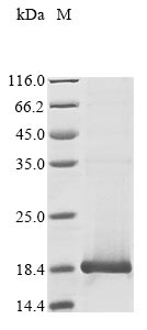 Recombinant Human papillomavirus type 11 protein E4(E4)