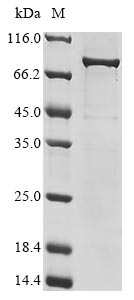 Recombinant Human rhinovirus A serotype 89 Genome polyprotein,partial,Biotinylated