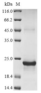 Recombinant Human variant SIRP alpha(SIRPA)