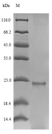 Recombinant Hypocrea jecorina Hydrophobin-1(hfb1)