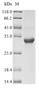 Recombinant Hypoderma lineatum Collagenase