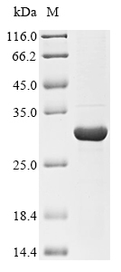 Recombinant Hypoderma lineatum Hypodermin-B