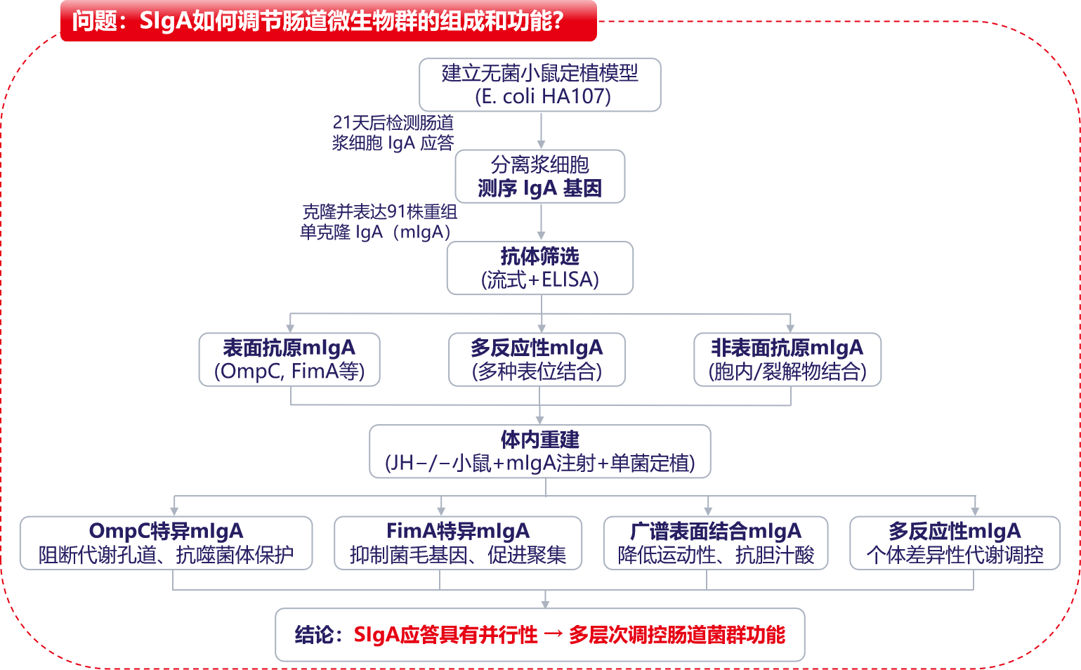 文献分享:高效表达和纯化重组IgA塑造肠道微生物群 文献分享:高效表达和纯化重组IgA塑造肠道微生物群