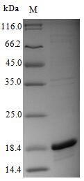 Recombinant Influenza A virus Polymerase acidic protein(PA),partial