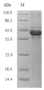 Recombinant Klebsiella oxytoca Carbepenem-hydrolyzing beta-lactamase KPC(bla)
