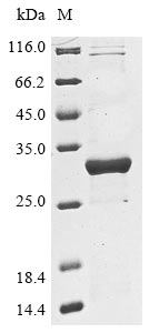 Recombinant Klebsiella pneumoniae Beta-lactamase SHV-3(bla)