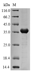 Recombinant Klebsiella pneumoniae Fimbrial subunit type 3(mrkA)