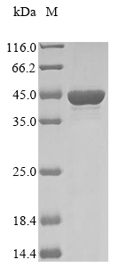 Recombinant Klebsiella pneumoniae Outer membrane protein C(ompC)