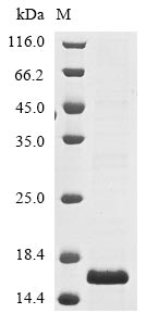 Recombinant Klebsiella pneumoniae Undecaprenyl phosphate-alpha-4-amino-4-deoxy-L-arabinose arabinosyl transferase(arnT),partial