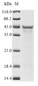 Recombinant Klebsiella pneumoniae subsp. pneumoniae UDP-3-O-acyl-N-acetylglucosamine deacetylase(lpxC)