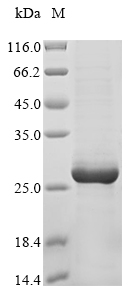 Recombinant Lassa virus Pre-glycoprotein polyprotein GP complex(GPC),partial
