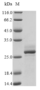 Recombinant Lassa virus Pre-glycoprotein polyprotein GP complex(GPC),partial