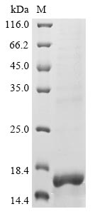 Recombinant Lassa virus RING finger protein Z(Z)