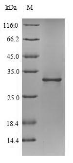 Recombinant Legionella pneumophila Peptidoglycan-associated lipoprotein(pal)