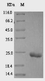 Recombinant Leiurus quinquestriatus hebraeus Alpha-insect toxin LqhaIT