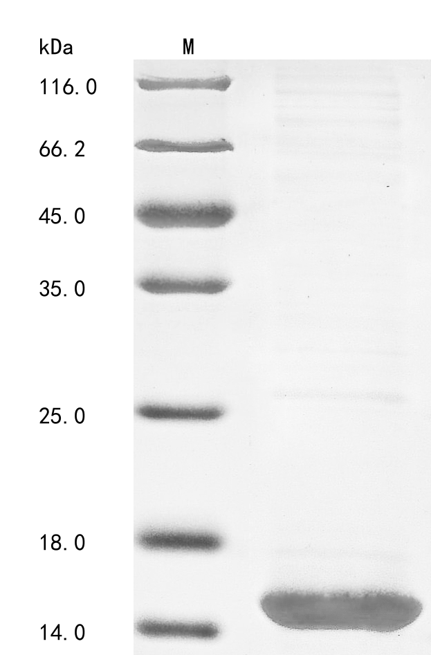 Recombinant Leiurus quinquestriatus quinquestriatus Beta-insect excitatory toxin LqqIT1