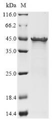 Recombinant Listeria monocytogenes serovar 1/2a Internalin-A(inlA)(S192N,Y369S),partial