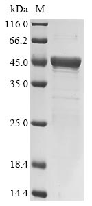 Recombinant Listeria monocytogenes serovar 1/2a Internalin-A(inlA),partial