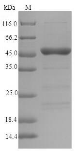 Recombinant Lolium perenne Major pollen allergen Lol p 5a(LOLPIB)