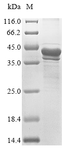 Recombinant Loxosceles intermedia Phospholipase D LiSicTox-alphaIA1a