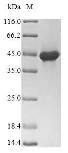 Recombinant Lymphocytic choriomeningitis virus Pre-glycoprotein polyprotein GP complex(GPC),partial